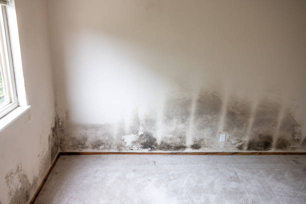 Asbestos and Lead Testing During Mold Inspection in Palmyra, PA